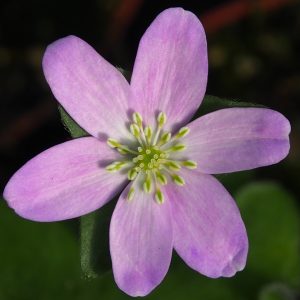 Hepatica x media Doria OB