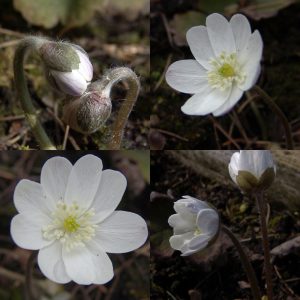 Hepatica transsilvanica Eisfee JP – Bild 2