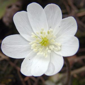 Hepatica transsilvanica Eisfee JP