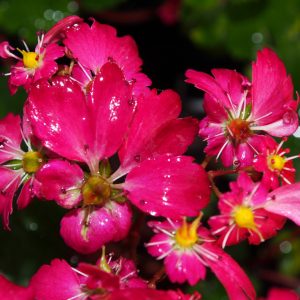 Saxifraga cortusifolia Gokka