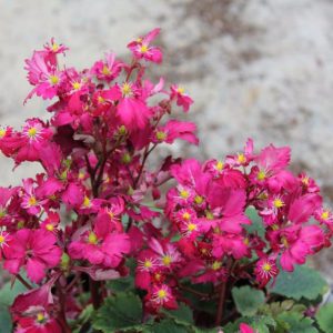 Saxifraga cortusifolia Gokka – Bild 3