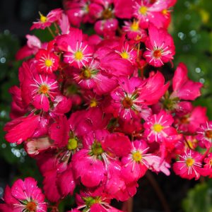 Saxifraga cortusifolia Gokka – Bild 4