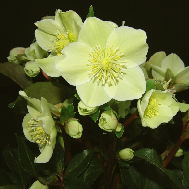 Helleborus x ballardiae ' HGC Cinnamon Snow ' ®