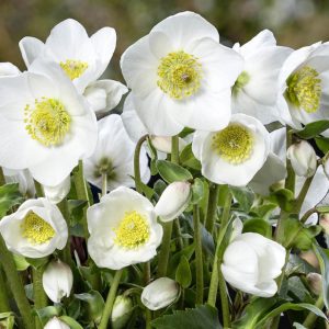Helleborus niger ' HGC Diva '  ® (P)