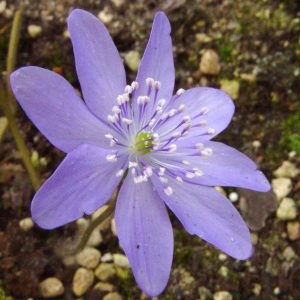 Hepatica transsilvanica Hans Scharrer