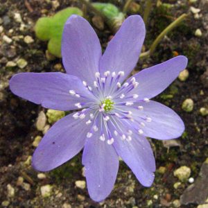 Hepatica transsilvanica Hans Scharrer – Bild 3