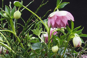 Helleborus