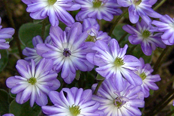 Hepatica