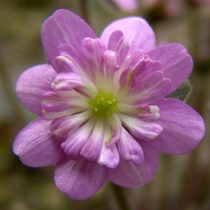 Hepatica japonica Inari JP