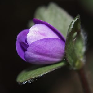 Hepatica x transs-japonica Javevrän OB – Bild 2