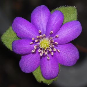 Hepatica x transs-japonica Javevrän OB