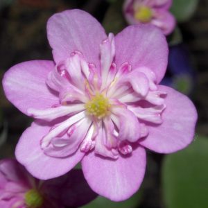 Hepatica japonica Jurōjin-JP