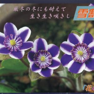 Japanische Hepatica Katalog Nr 27