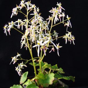 Saxifraga cortusifolia Kota-dake JP – Bild 2