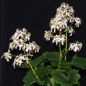 Saxifraga cortusifolia Kota-dake JP – Bild 3