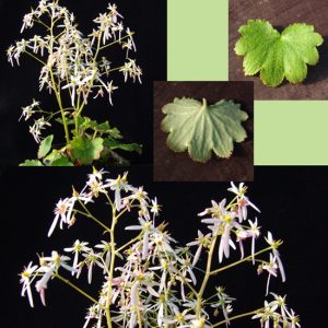 Saxifraga cortusifolia Kota-dake JP