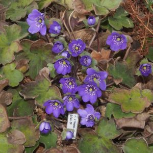 Hepatica x transs-japonica Lilien JP – Bild 2