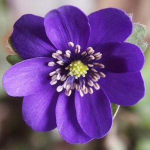 Hepatica x transs-japonica Lilien JP