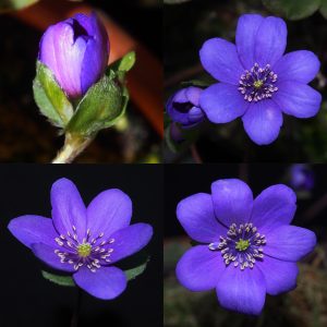 Hepatica x transs-japonica Lilien JP – Bild 4