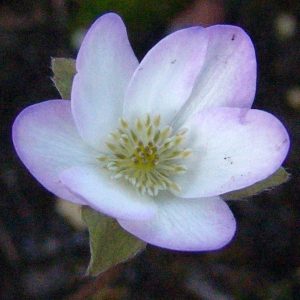 Hepatica x euroasiatica Maria Sibylla Meriam MA