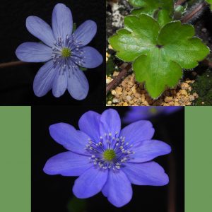 Hepatica x harvingtonii Miss Blue JP – Bild 2
