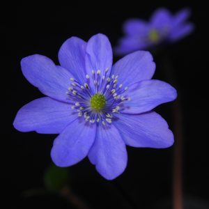 Hepatica x harvingtonii Miss Blue JP
