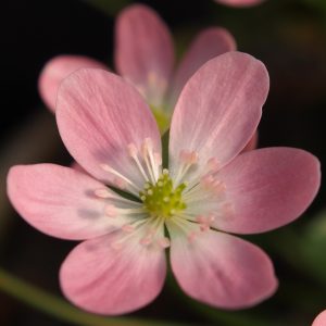 Hepatica japonica Momosango (orange I) – Bild 2