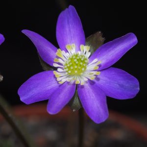 Hepatica japonica Murasakino hiko shi JP