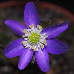 Hepatica japonica Murasakino hiko shi JP – Bild 3