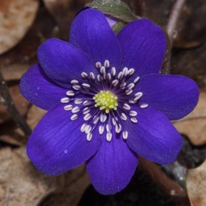 Hepatica x euroasiatica Nasuada JP