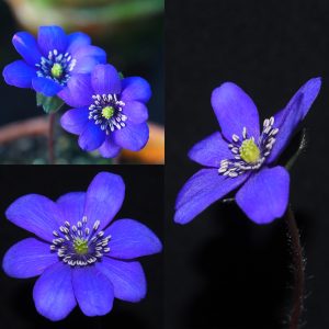 Hepatica x euroasiatica Nasuada JP – Bild 3