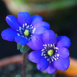 Hepatica x euroasiatica Nasuada JP – Bild 4