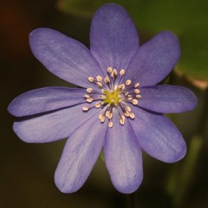 Hepatica transsilvanica Natalja OB