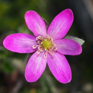 Hepatica japonica Momosango Orange-Rot