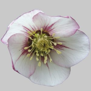 Helleborus x orientalis ' White, dark Center ' – Bild 3