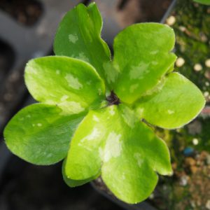 Hepatica nobilis f. crenatiloba Papillon – Bild 2