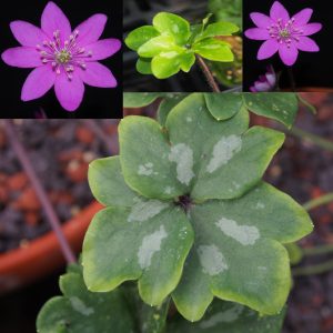 Hepatica nobilis f. crenatiloba Papillon