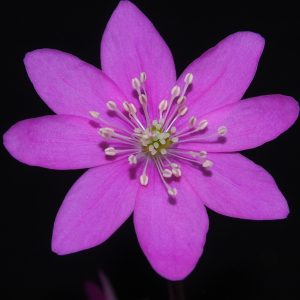 Hepatica nobilis f. crenatiloba Papillon – Bild 4
