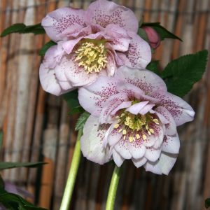 Helleborus x orientalis ' Phoebe ' – Bild 2