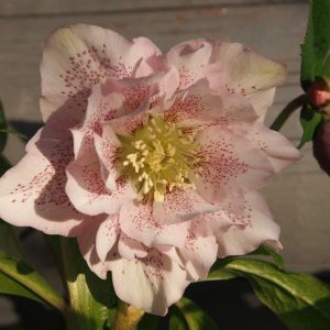 Helleborus x orientalis ' Phoebe '