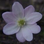 Hepatica nobilis var. pyrenaica