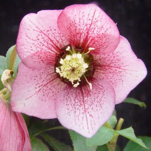 Helleborus x orientalis ' Pink Sky '