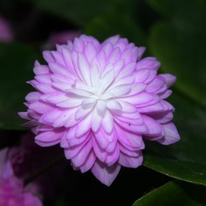 Hepatica japonica Rinsen