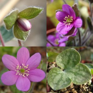 Hepatica x schlyteri Auslese JP Rosa – Bild 2