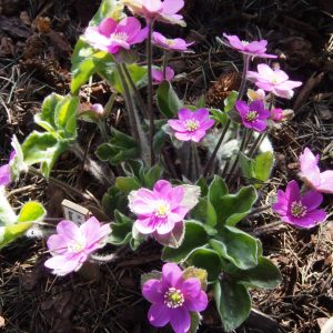Hepatica x schlyteri Auslese JP Rosa – Bild 3
