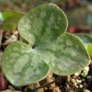 Hepatica x schlyteri Auslese JP Rosa – Bild 4