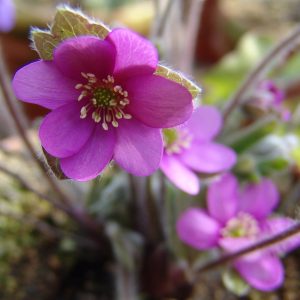 Hepatica x schlyteri Auslese JP Rosa