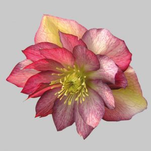 Helleborus x orientalis ' Stained Glass '