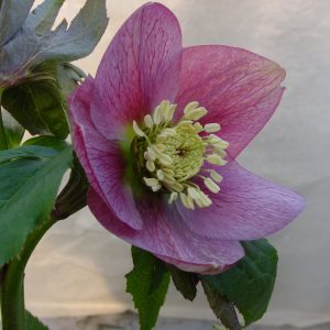 Helleborus x orientalis ' Sweet Sensation ' – Bild 3