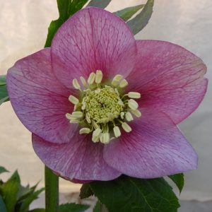 Helleborus x orientalis ' Sweet Sensation '